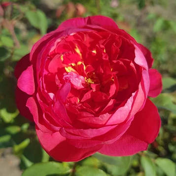 Бенджамін Бріттен  (Benjamin Britten)