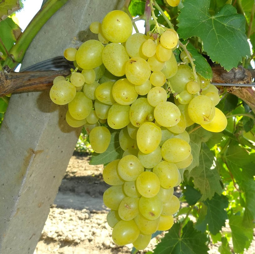 Саджанці Винограду Ланселот - середнього терміну, урожайний, морозостійкий, фото 1