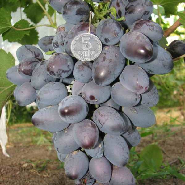 Саджанці Винограду Натуся - раннього терміну, високоврожайний, морозостійкий, фото 1