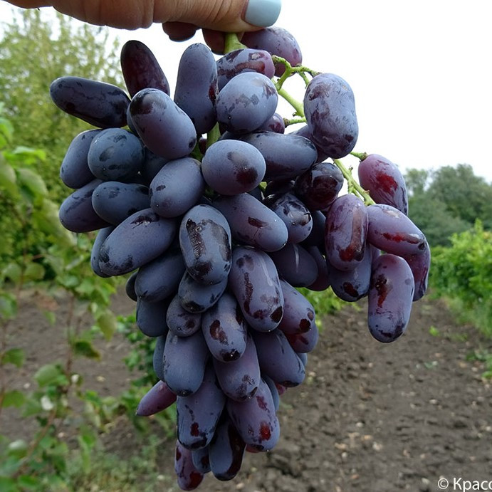 Вегетуючі саджанці Винограду Ромео - середнього терміну, урожайний, морозостійкий, фото 1
