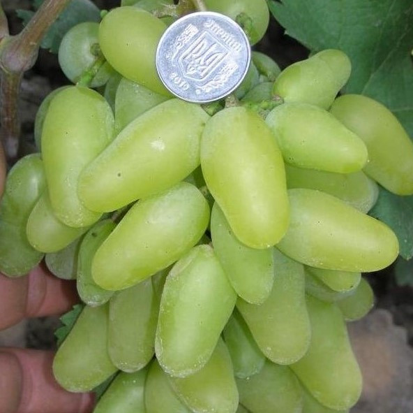 Саджанці Винограду Руфь - ранньо - середнього терміну, урожайний, морозостійкий, фото 1