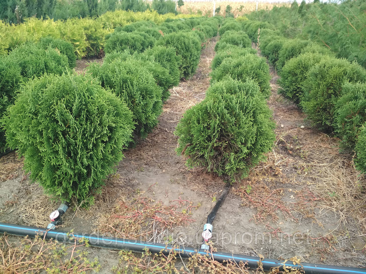 Туя західна Літл Джем (Thuja occidentalis Little Gem)