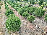 Туя західна Літл Джем (Thuja occidentalis Little Gem), фото 4