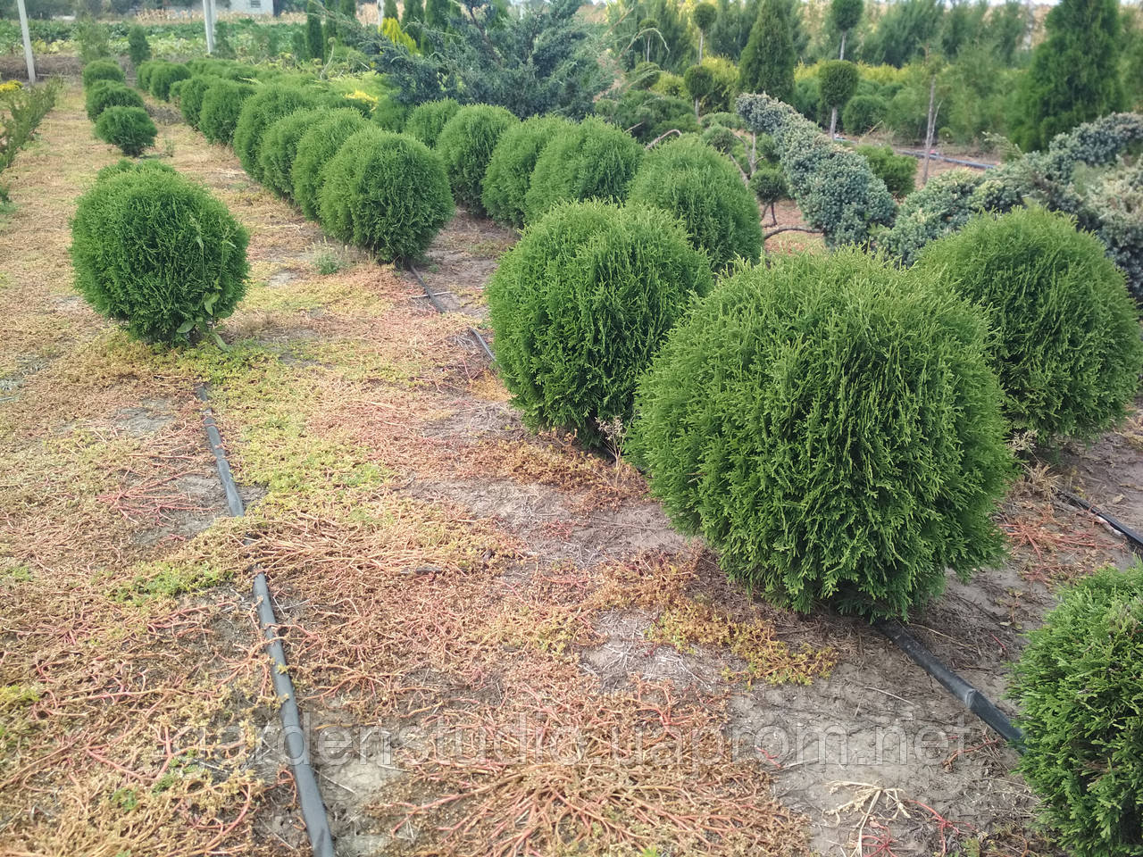 Туя західна Літл Джем (Thuja occidentalis Little Gem)