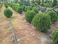 Туя западная Литл Джем (Thuja occidentalis Little Gem)