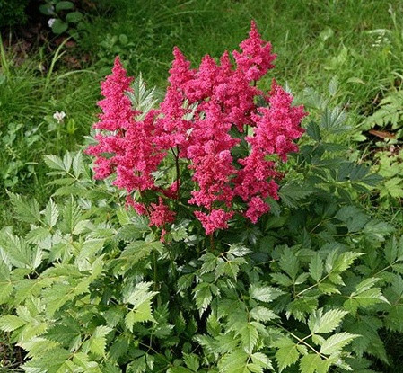 Астильба японська, фото 1