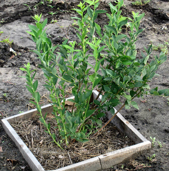 Як посадити лохину