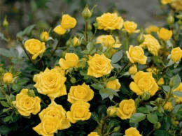 Троянда бордюрна Апполо