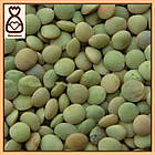 Сочевиця зелена, 1 кг, фото 2