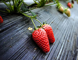 Плівка мульчуюча SOTRAFA чорна