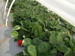 Плівка мульчувальна SOTRAFA сріблясто-чорна