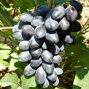Саджанці Винограду Тип Кодрянки - дуже раннього строку, урожайний, морозостійкий