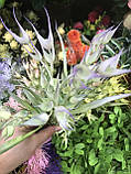 Штучні квіти для декору колючка (гілка 25 см), фото 4