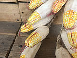 В'язка кукурудзи штучної, качани ( гілка 50 см ), фото 4
