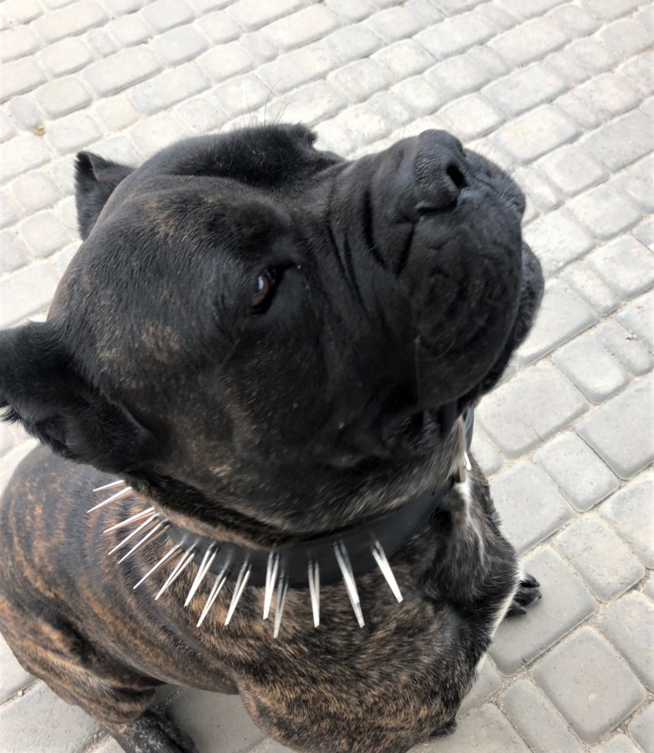 Захисний шкіряний нашийник ручної роботи "Lockdog" з довгими шипами