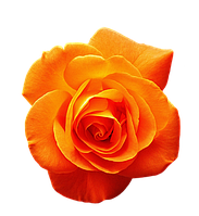 Флористическая краска оранжевая