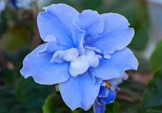 Флористична фарба блакитна