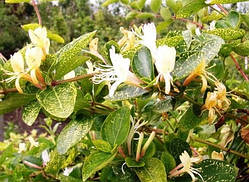 Жимолость японська «Ауреоретикулата» (сажники)