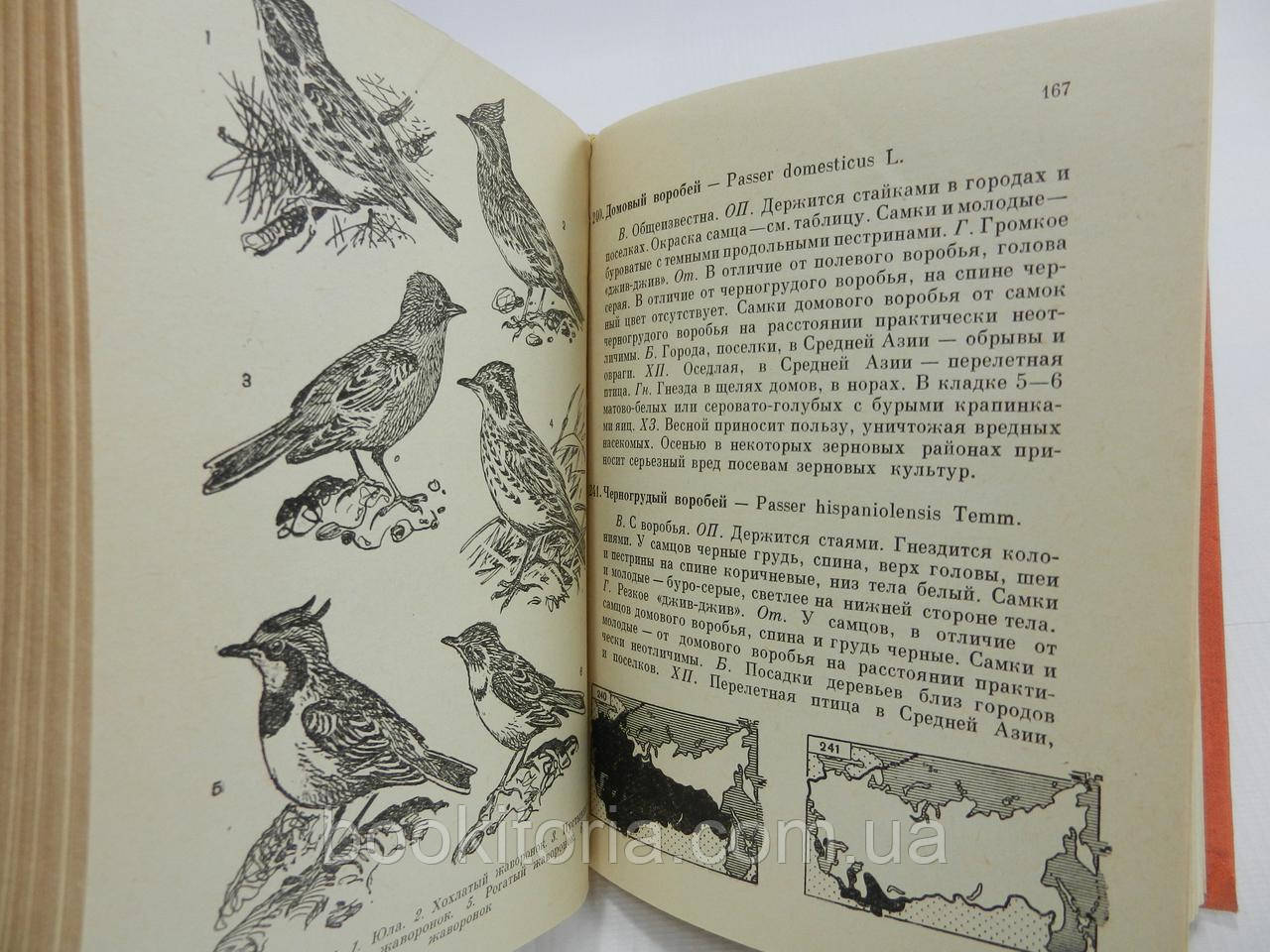 Беме Р., Кузнецов А. Птицы лесов и гор СССР (б/у). - фото 7 - id-p1040883605