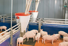 Бункерні годівниці для свиней