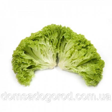 Салат АЛЕППО | ALEPPO Rijk Zwaan 1000 насінин