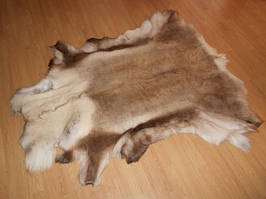 Шкура північного оленя великого розміру XXXL