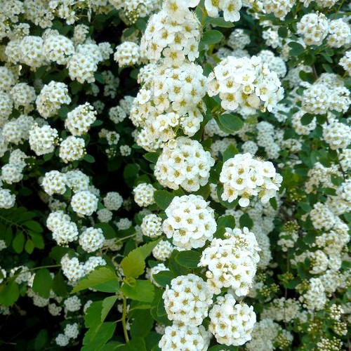 Саджанці Спіреї Вангутта (Spiraea Vanhouttei) Р9