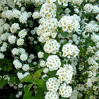 Саженцы Спиреи Вангутта (Spiraea Vanhouttei) Р9