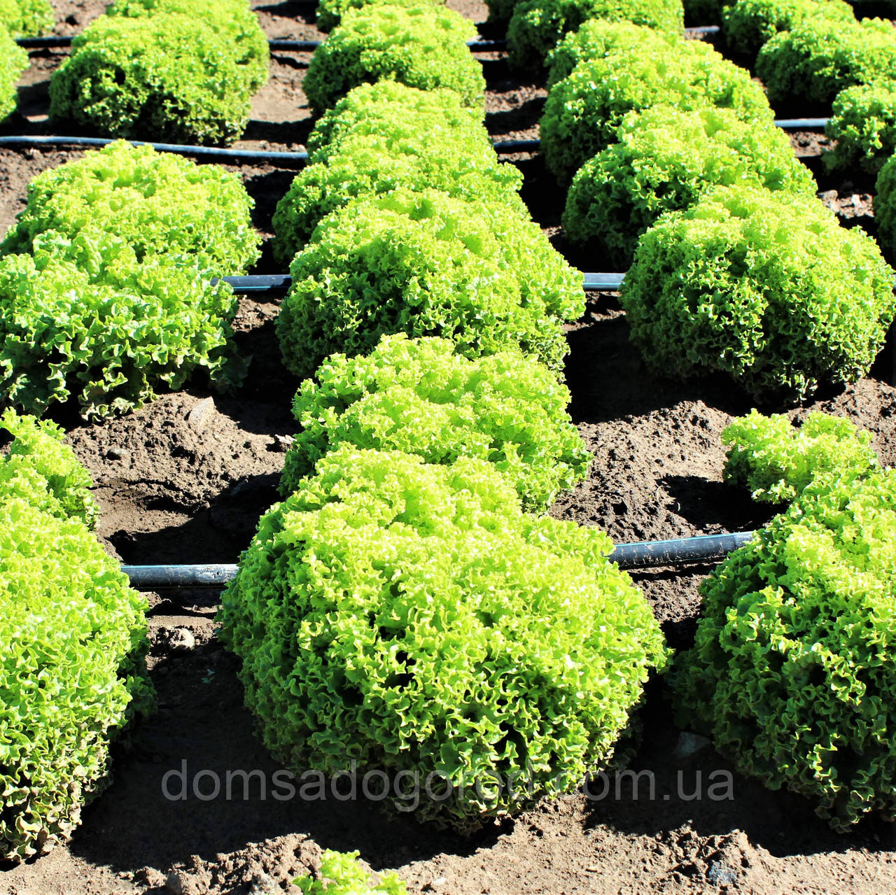 Салат ЛЕВИСТРО | LEVISTRO Rijk Zwaan 1000 насінин