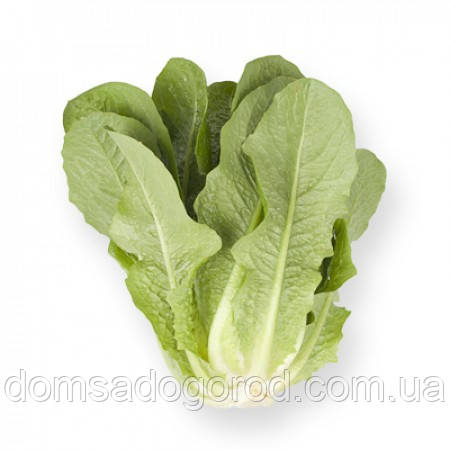 Салат АЙВОНА  | AUVONA Rijk Zwaan 5000 насінин