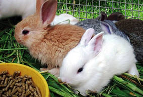 Комбікорм для кроликів "Старт" у гранулі від ТМ "ComFerma" 10 кг