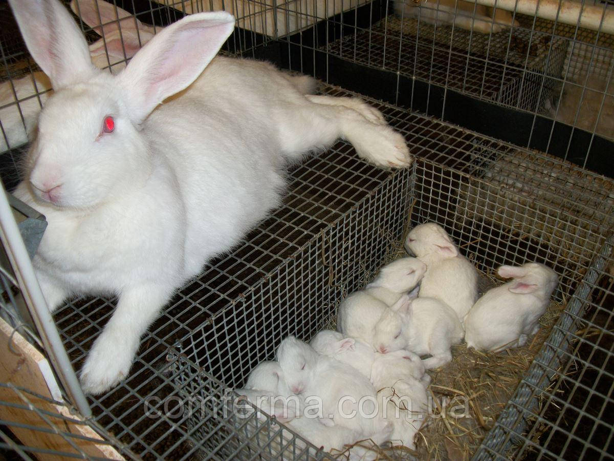 Комбікорм для кролематок у гранулі від ТМ "ComFerma"