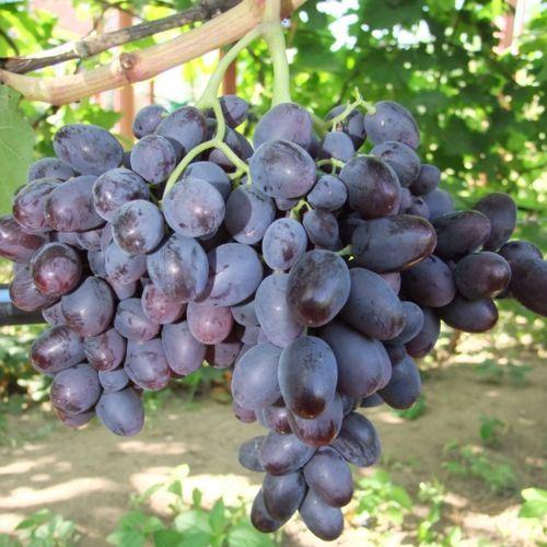 Саджанці Винограду Бруно - раннього терміну, морозостійкий, врожайний, фото 1
