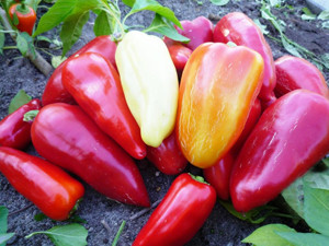 Насіння перцю солодкого Спарк F1 (середньоранній) Тип Капія, (500 нас.) Lark Seeds