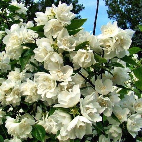 Саджанці Чубушника (жасмин махровий) Глетчер (Philadelphus glacier) Р9