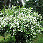 Саджанці Чубушника (жасмин махровий) Глетчер (Philadelphus glacier) Р9, фото 3