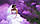 Кольоровий дим фіолетовий, 35 сек., Фіолетовий дим, густий дим, Кольорові димові шашки, фото 3