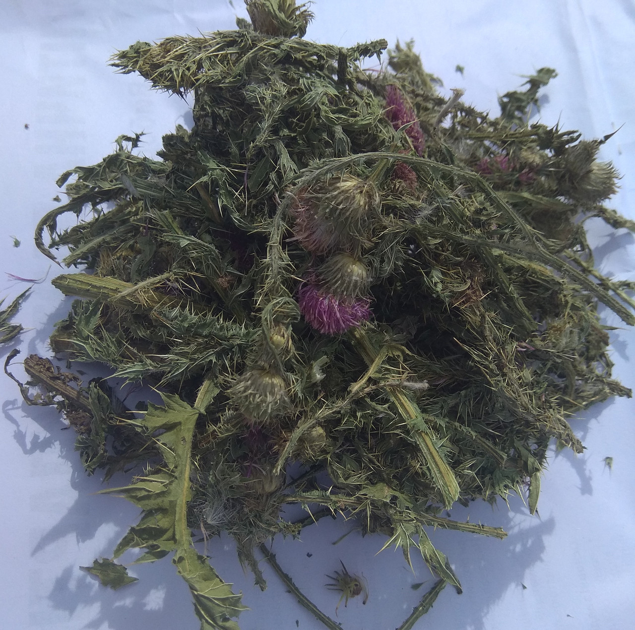 Татарник колючий 1кг., фото 1