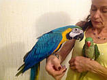 Синьо-жовтий ара. (Ara ararauna), фото 10