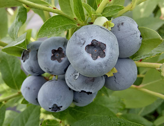 Саджанці лохини Дюк / С5 / Vaccinium corymbosum Duke, фото 2