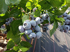 Саджанці лохини Дюк / С5 / Vaccinium corymbosum Duke, фото 3