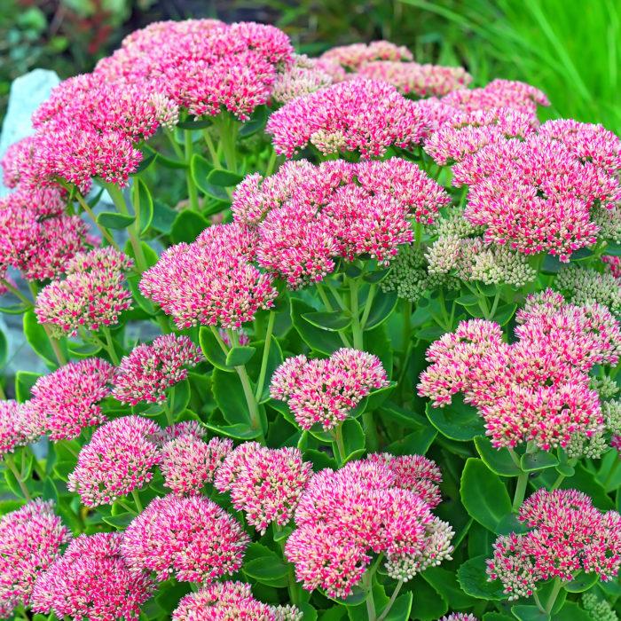 Саджанці Очитку видного (Sedum spectabile) Р9