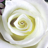 Фотообои цветы крупная роза Белое чудо, 4 листа, 140х97 см