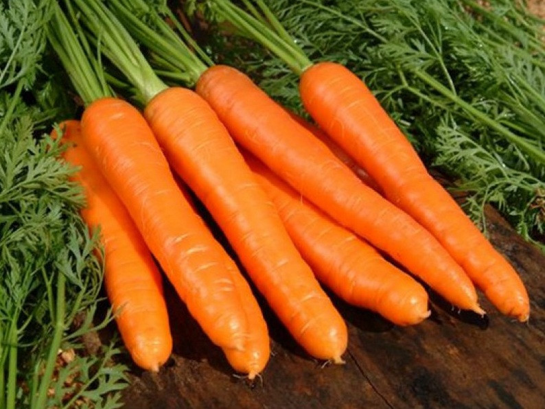 Насіння моркви Сіркана F1   Nunhems