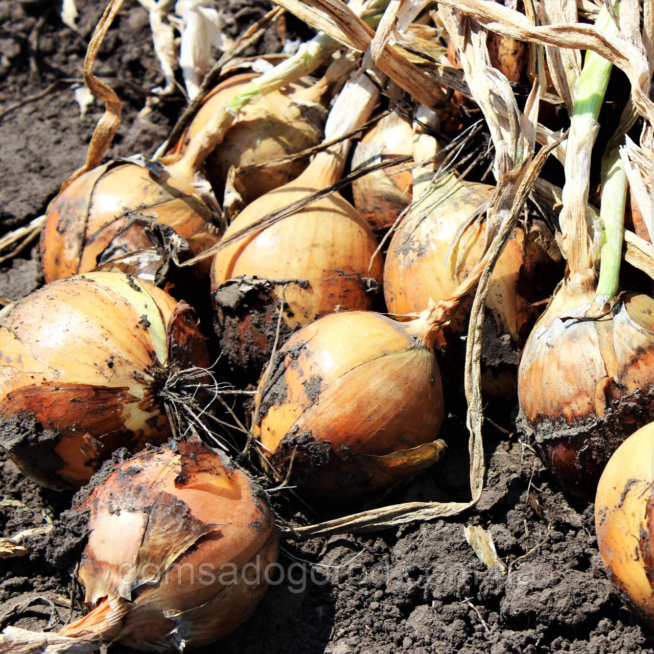 Лук РАНКО F1 | RANKO  250000  Cora seeds