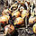 Лук СОНЯ F1 ( CRX 2314) | SONIA  250000  Cora seeds, фото 2