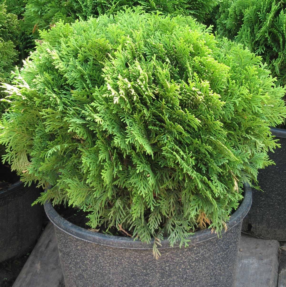 Саджанці Туї західної Глобоза Компакта (Thuja occidentalis Globosa Compacta) Р9