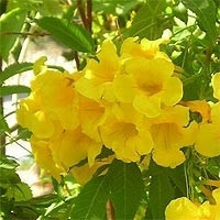 Кампсіс радіканс Флава