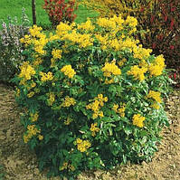 Магінія падуболічна Aquifolium, саджанці (20-25) см контейнер 2 л. жовта