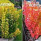 Саджанці барбарису тунберга Марія (Berberis thunbergii Maria), фото 3